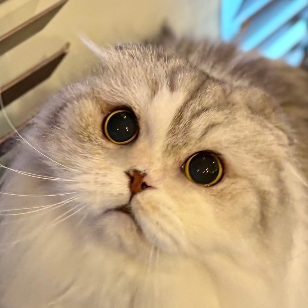 くらら